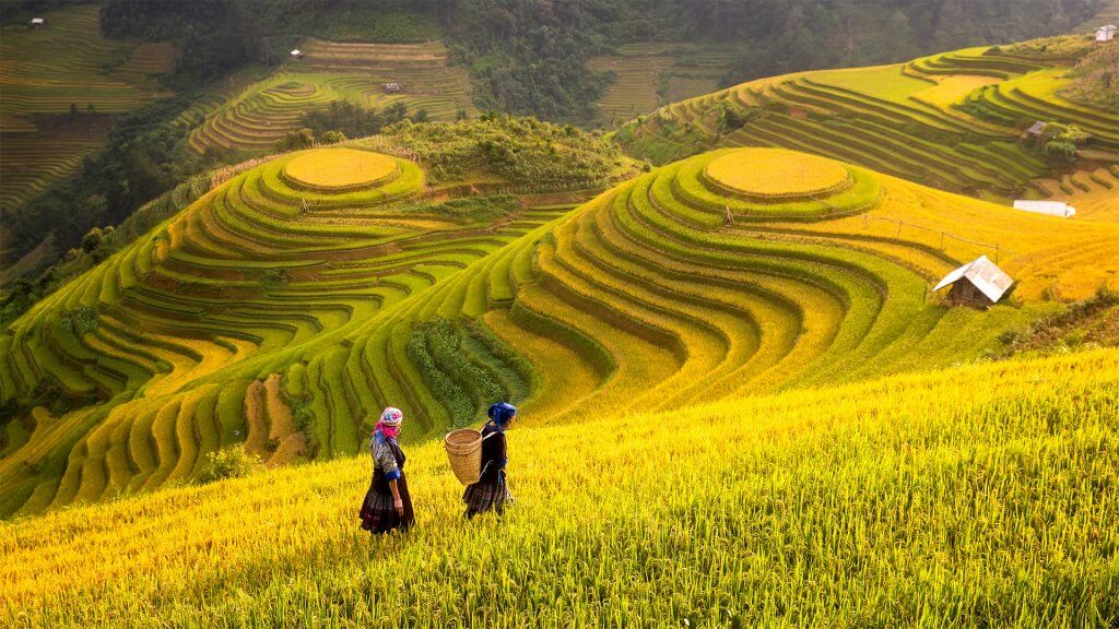 Agriculture Vietnam 1024x576
