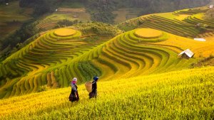 7ECO - Harnessing Digital Transformation for Vietnam's Agriculture Growth